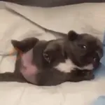 ❀ᮬ🐶⣧ ᩡᩡ Pibbles !©️Pochis