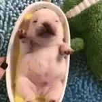᱙᱙ㅤ˳ㅤPibbleㅤׅㅤ𐀴᷼𐀴ㅤ