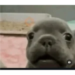 pibble love