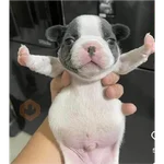 pibble love
