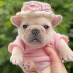 Perro Pibble Cute🐾✨❤