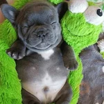 Perro Pibble Cute🐾✨❤