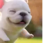 Perro Pibble 🐾✨