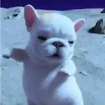 Perro Pibble 🐾✨