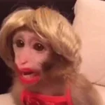 Memes de Macacos de todo tipo