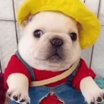 Perro Pibble Meme 🐾