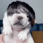 Perro Pibble Meme 🐾