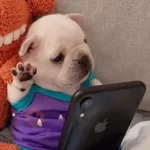 Perro Pibble Meme 🐾