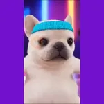 Pibble 🐶 Perro Tiktok