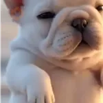 perro pibble tiktok🔥