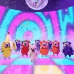 Perro Pibble TikTok✨🐾