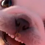 perro pibble dog tiktok