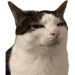 Cats and dogs