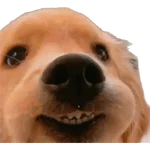 Cats and dogs