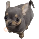 Cats and dogs