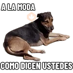 Cats and dogs