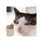 ⚡ 𝕮𝖍𝖗𝖎𝖘𝖙𝖎𝖆𝖓 ⚡ Video Steal Pack 1