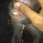 ⚡ 𝕮𝖍𝖗𝖎𝖘𝖙𝖎𝖆𝖓 ⚡ Video Steal Pack 1