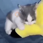⚡ 𝕮𝖍𝖗𝖎𝖘𝖙𝖎𝖆𝖓 ⚡ Video Steal Pack 1