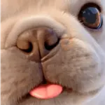 Pibble,perro viral TikTok✨🐾