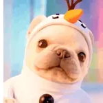 Pibble,perro viral TikTok✨🐾