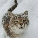 ❄️🐾 Gatos| Cats con Frio 🌨️😽