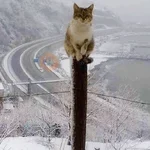 ❄️🐾 Gatos| Cats con Frio 🌨️😽