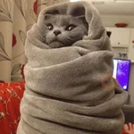 ❄️🐾 Gatos| Cats con Frio 🌨️😽