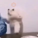 Virales de tiktok ✨