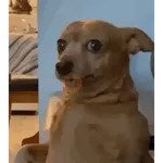Tiktok Comment Meme
