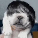 Perro 🐶 Pibble TikTok 🔥🌹