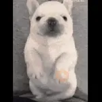 Perro 🐶 Pibble TikTok 🔥🌹