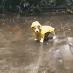 Lluvia 🌧️