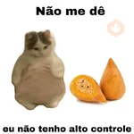meme gatos