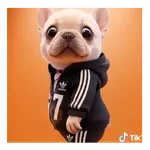 Perro Pibble Tiktok 🐶 ❤️