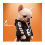Perro Pibble Tiktok 🐶 ❤️