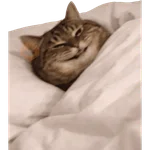 Gatos 2
