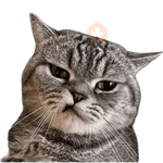 Gatos 2
