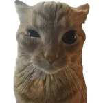 Gatos 2