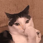 gatos