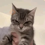 gatos