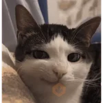 gatos