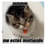 Gatos respuesta 😽✏️💬