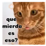 Gatos respuesta 😽✏️💬