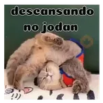 Gatos respuesta 😽✏️💬
