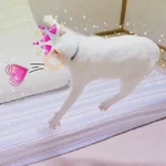 UwU 