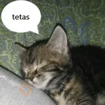 🐈🐈🐈