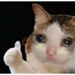 🐈🐈🐈