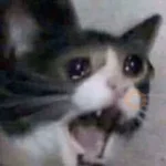 🐈🐈🐈