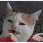 🐈🐈🐈